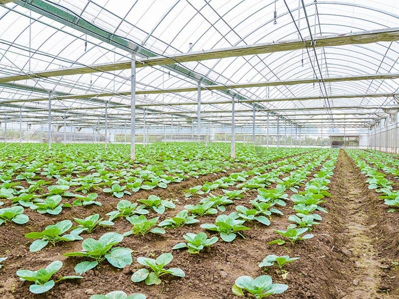 Vegetable greenhouse