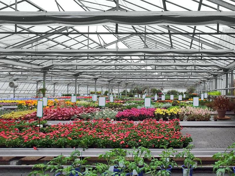 Greenhouse flower cultivation